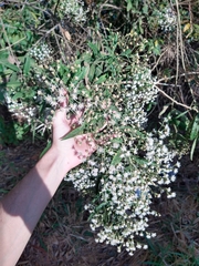 Vernonanthura polyanthes