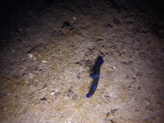 Tambja morosa