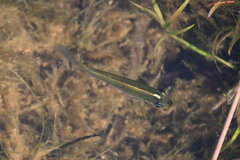 Fundulus escambiae