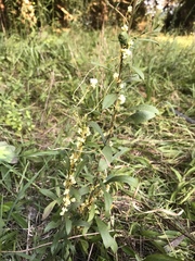 Cuscuta rostrata
