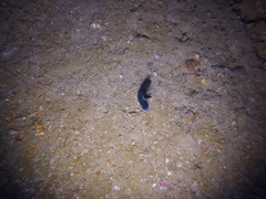 Tambja morosa