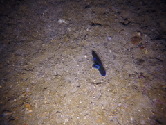 Tambja morosa