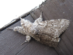 Calliteara argentata