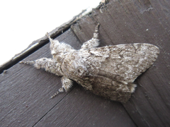 Calliteara argentata