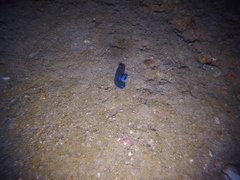 Tambja morosa