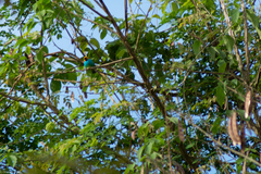 Tangara cyanoventris