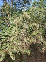 Vernonanthura polyanthes