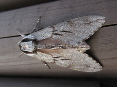 Sphinx morio arestus