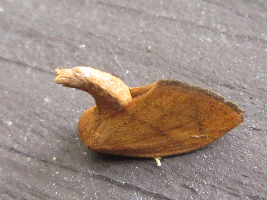 Ceratonema christophi
