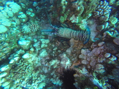 Panulirus marginatus