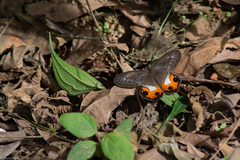 Pierella nereis