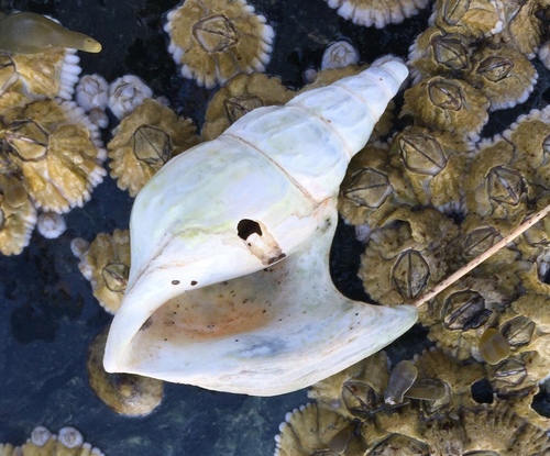 American pelicanfoot