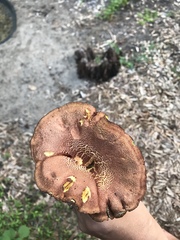 Phylloporus rhodoxanthus image