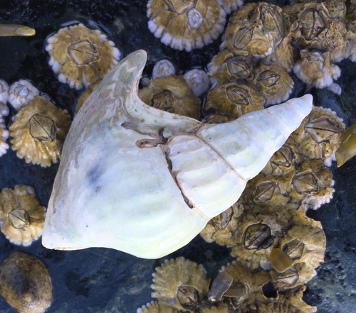 American pelicanfoot