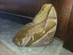 Eryphanis lycomedon