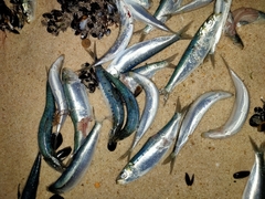 Sardina pilchardus