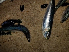 Sardina pilchardus