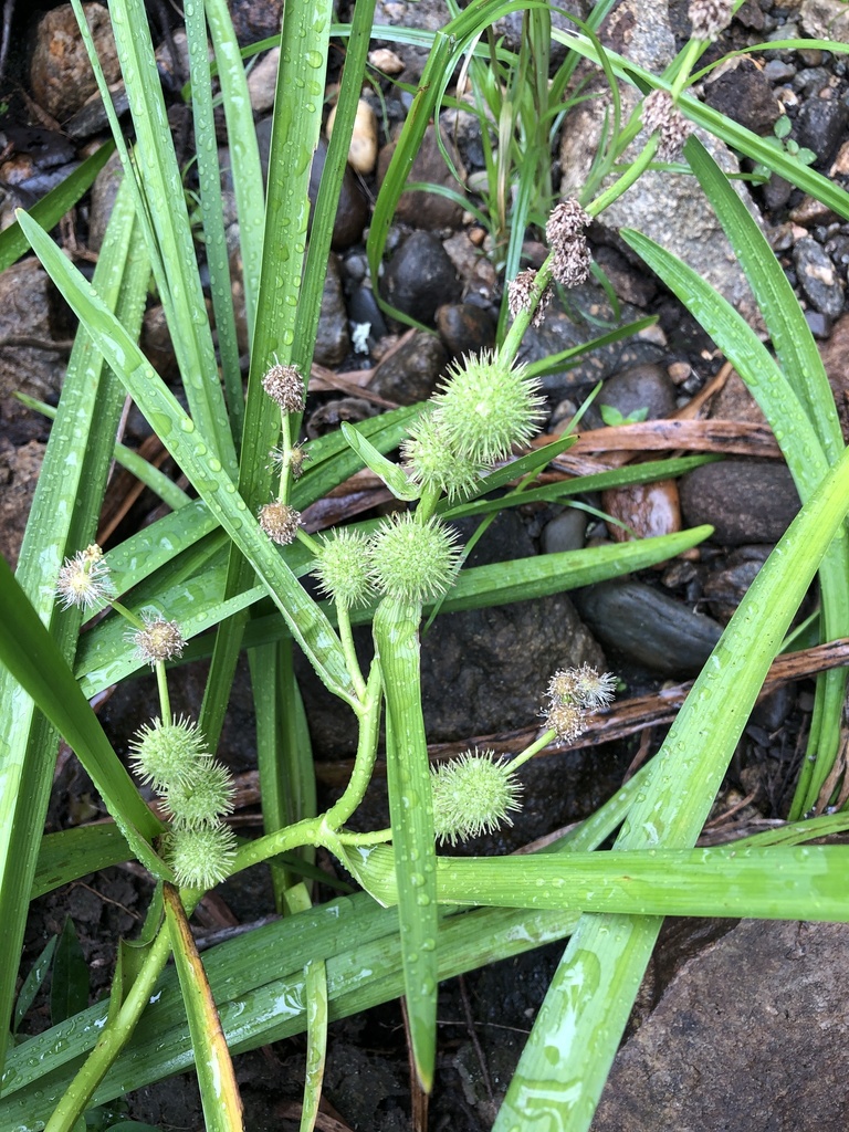 American bur-reed (ADIRONDACK RESEARCH GUIDEBOOK) · iNaturalist