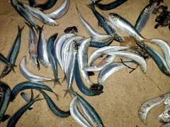 Sardina pilchardus