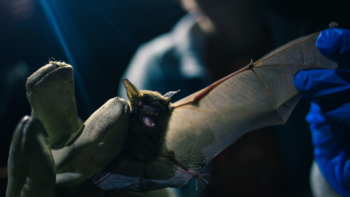 Myotis velifer