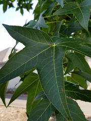 Liquidambar styraciflua