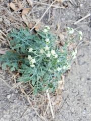 Parthenium hysterophorus
