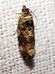 Endothenia