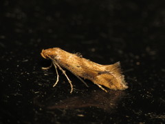 Epermenia illigerella