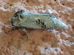 Parahypopta caestrum