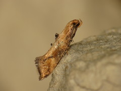 Epermenia illigerella