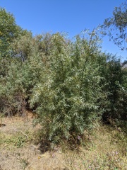 Salix exigua