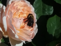 Xylocopa virginica