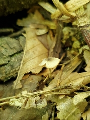 Entoloma setastipes