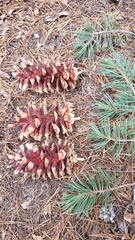 Pinus monticola