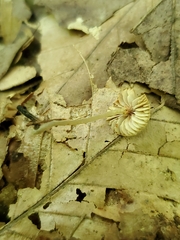 Entoloma setastipes