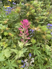 Castilleja parviflora