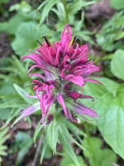 Castilleja parviflora
