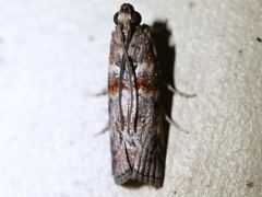 Dioryctria pygmaeella