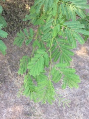 Vachellia campechiana