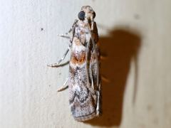 Dioryctria pygmaeella