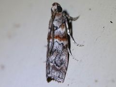 Dioryctria pygmaeella