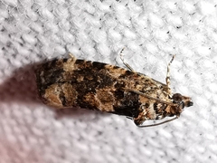 Endothenia
