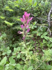 Castilleja parviflora