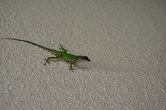 Anolis leachii