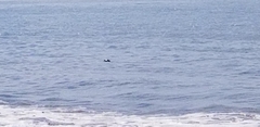 Phoca vitulina