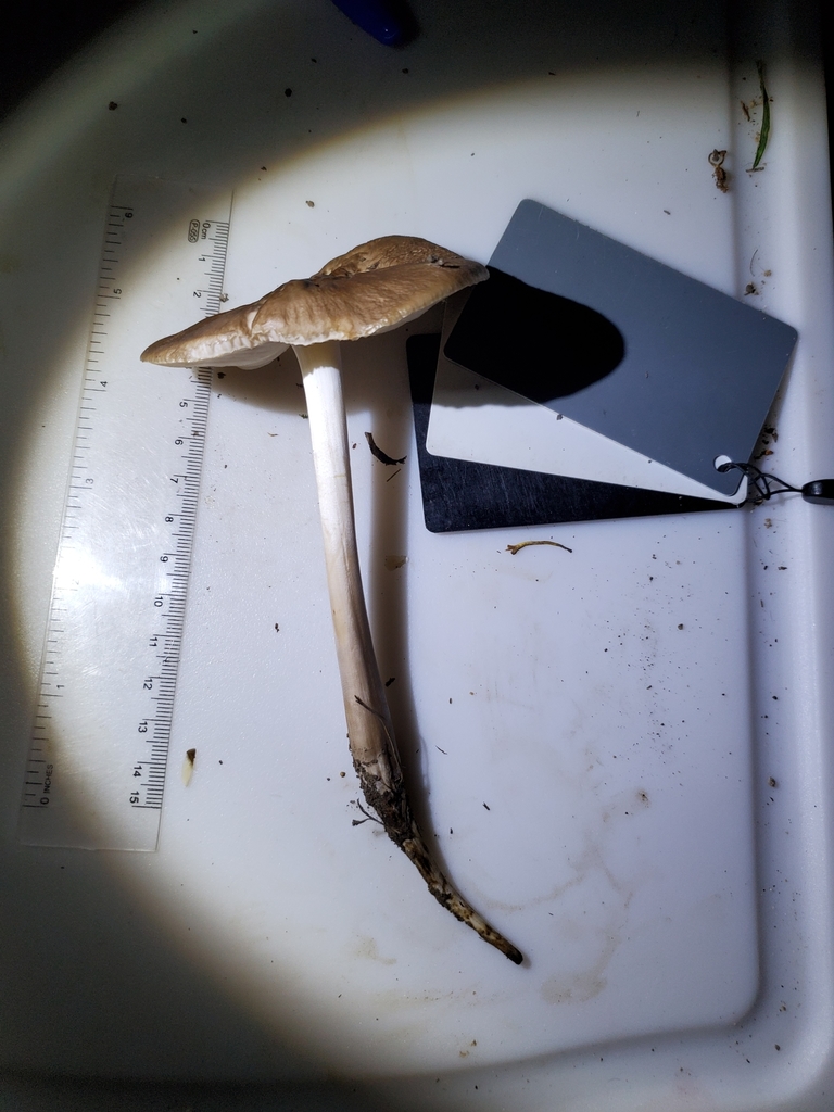 Beech Rooter Beech Rooter from Union County, US-IN, US on August 15, 2020 at 11:19 ...