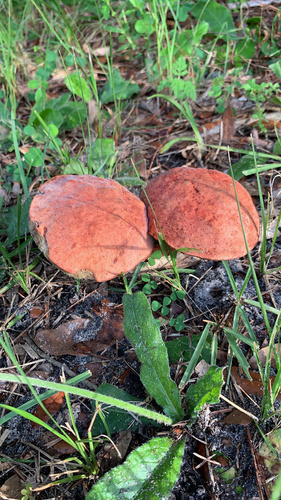 Pulchroboletus rubricitrinus image