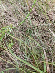 Eleocharis quinqueflora