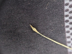Eleocharis quinqueflora