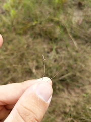 Eleocharis quinqueflora